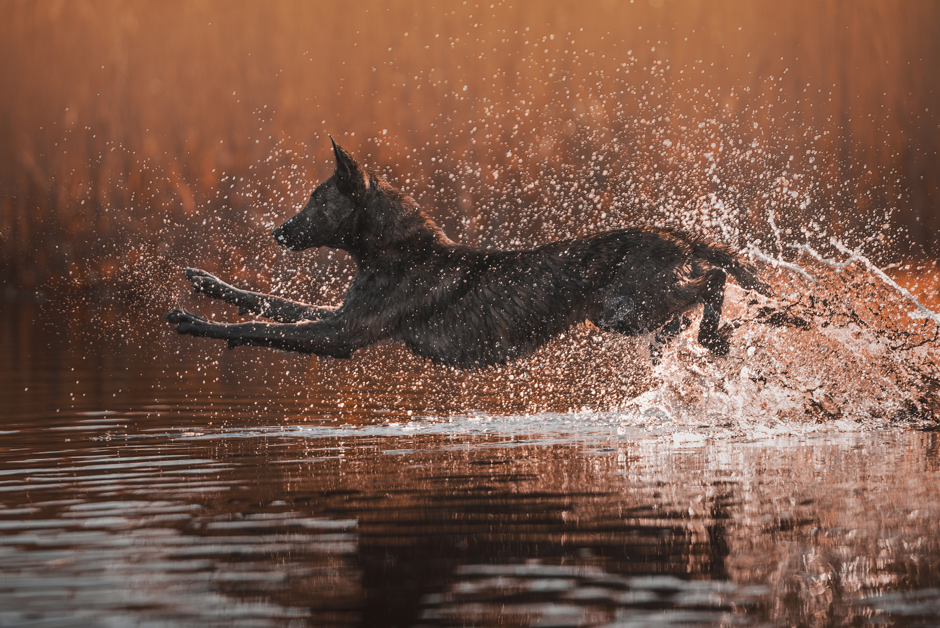 jumping dog